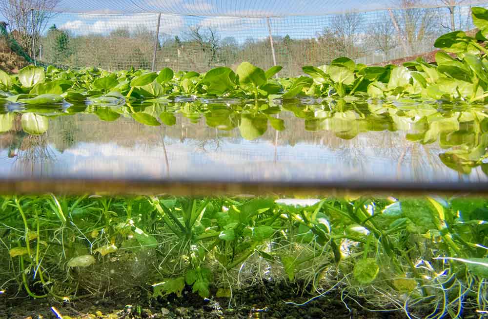 Brunnenkresse in der Klinge mit Wurzelwerk unter Wasser